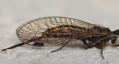 Raphidia ophiopsis