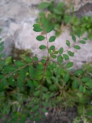 Phyllanthus tenellus