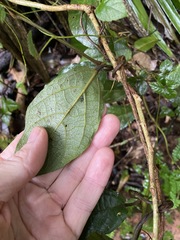 Aristolochia praevenosa