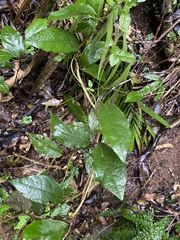 Aristolochia praevenosa