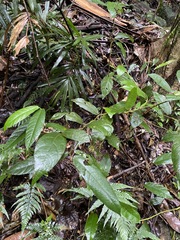 Aristolochia praevenosa