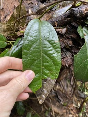 Aristolochia praevenosa