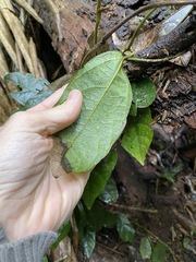 Aristolochia praevenosa