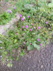 Cyanthillium cinereum