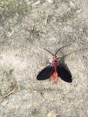 Histia flabellicornis