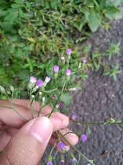 Cyanthillium cinereum