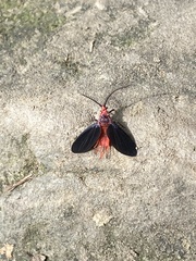 Histia flabellicornis