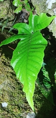 Tectaria polymorpha