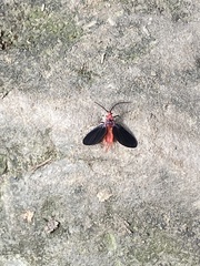 Histia flabellicornis