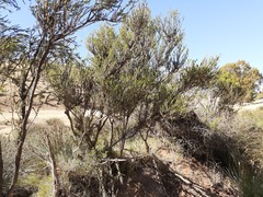 Melaleuca brevifolia