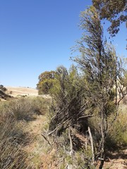 Melaleuca brevifolia