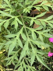 Cosmos sulphureus
