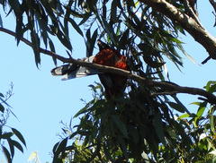 Platycercus elegans elegans