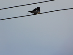 Hirundo rustica