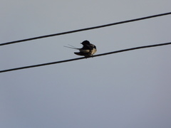 Hirundo rustica