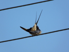 Hirundo rustica