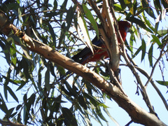 Platycercus elegans elegans