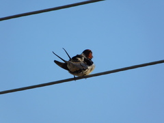 Hirundo rustica