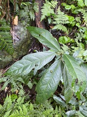 Ficus fraseri