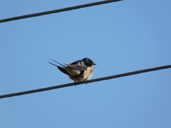 Hirundo rustica