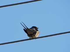 Hirundo rustica