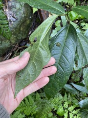 Ficus fraseri