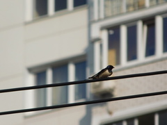 Hirundo rustica