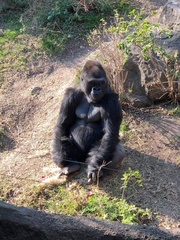 Gorilla