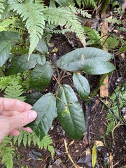 Aristolochia praevenosa