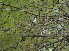 Parus major