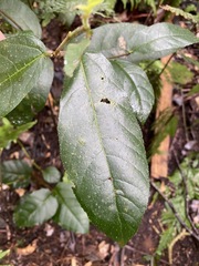 Aristolochia praevenosa