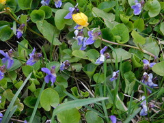 Viola odorata