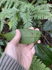 Aristolochia praevenosa