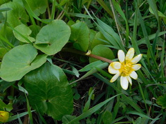 Ficaria verna