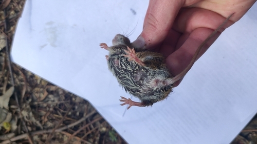 Herb Field Mouse, Екатеринбург, Свердловская обл., Россия, 620144, photo 7 of 10