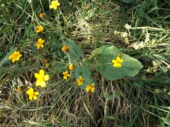 Simsia lagasceiformis