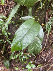 Aristolochia praevenosa