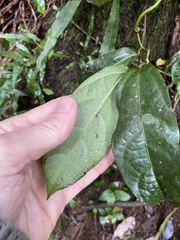 Aristolochia praevenosa