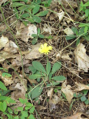 Pilosella flagellaris