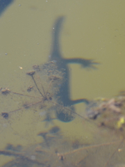 Lissotriton vulgaris