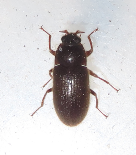Pachyparnus