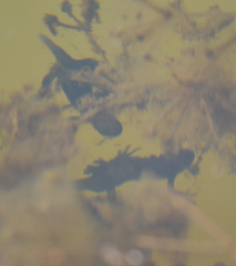 Lissotriton vulgaris