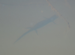 Lissotriton vulgaris