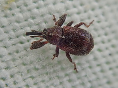 Anthonomus bituberculatus