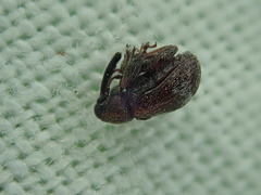 Anthonomus bituberculatus