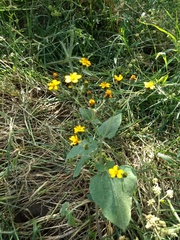 Simsia lagasceiformis