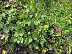 Ficaria verna