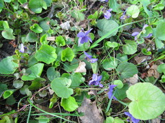 Viola odorata