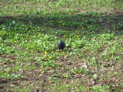 Columba livia domestica