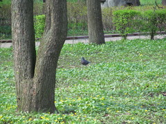 Columba livia domestica